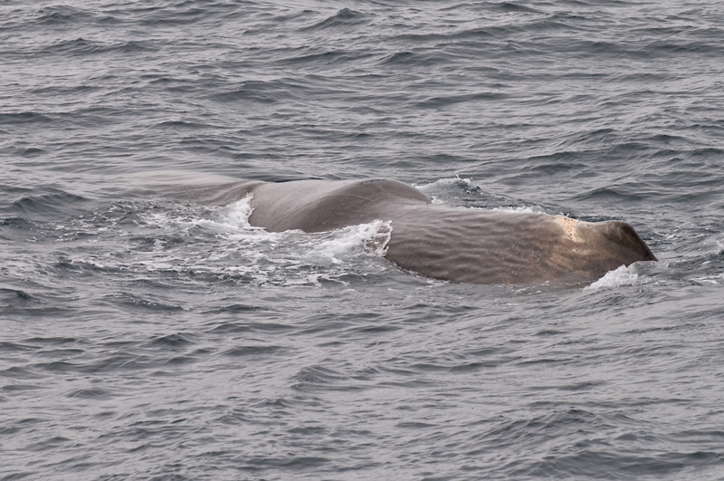 54 Kaskelotti 27.jpg - Kaskelotti on 14-18 metria pitka ja voi painaa 50 tonnia